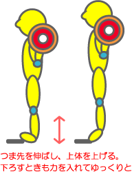 下腿部（ふくらはぎ）の効果と鍛え方