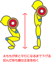 大腿部（太もも）の効果と鍛え方